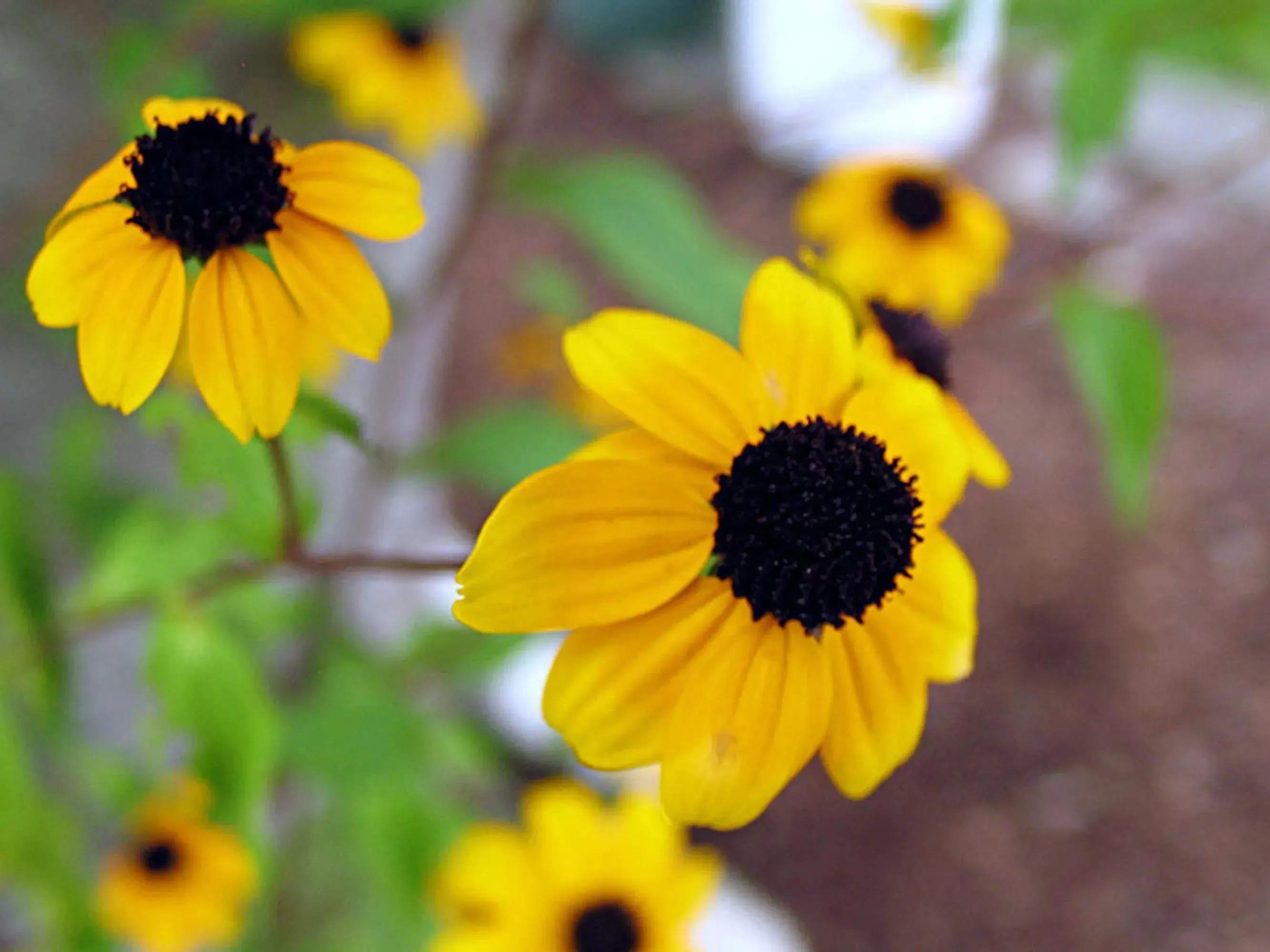 Sunflower necklace by Shrieking Violet® Sterling silver rectangle pendant with a real yellow sunflower (black-eyed susan). Funky flower jewellery